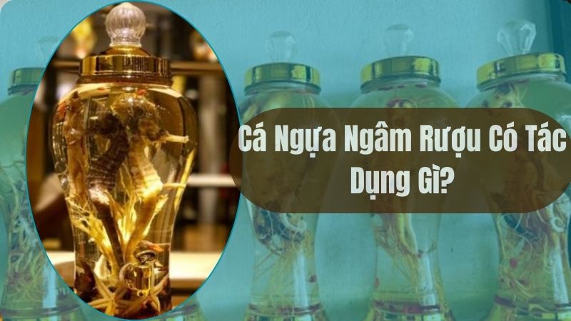 Cá Ngựa Ngâm Rượu Có Tác Dụng Gì?