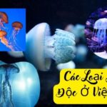 các loại sứa độc ở việt nam